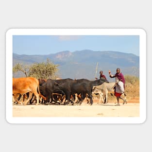 Maasai (or Masai) Herders with Cattle, on the Road, Tanzania Sticker